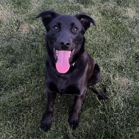 Tanner 2, an adoptable Black Labrador Retriever in Benton City, WA, 99320 | Photo Image 3