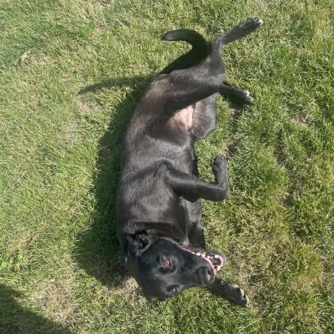 Tanner 2, an adoptable Black Labrador Retriever in Benton City, WA, 99320 | Photo Image 4