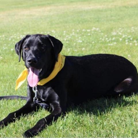 Nick, an adoptable Black Labrador Retriever in Benton City, WA, 99320 | Photo Image 2