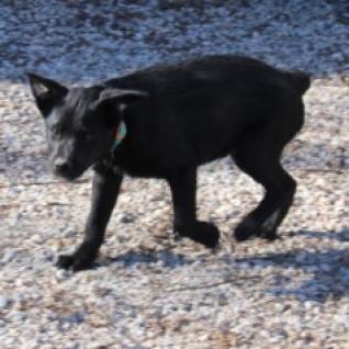 Nick, an adoptable Black Labrador Retriever in Benton City, WA, 99320 | Photo Image 3