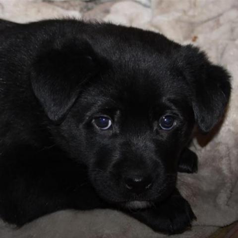 Nick, an adoptable Black Labrador Retriever in Benton City, WA, 99320 | Photo Image 4