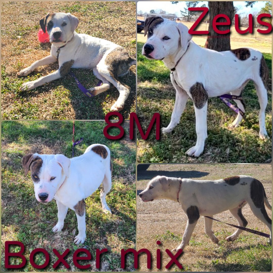 Zeus, an adoptable Boxer, Mixed Breed in Ashdown, AR, 71822 | Photo Image 1