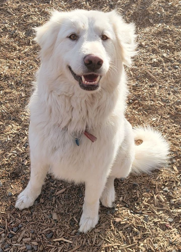 Snow White, an adoptable Great Pyrenees in Madras, OR_image-1