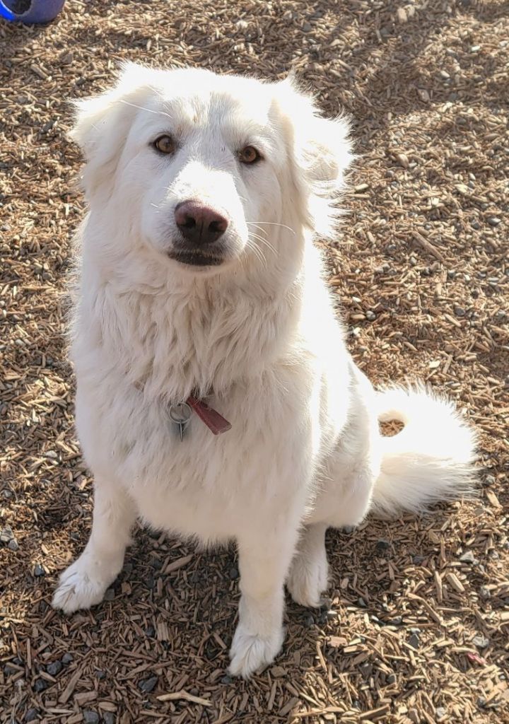 Snow White, an adoptable Great Pyrenees in Madras, OR_image-5