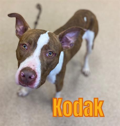 KODAK