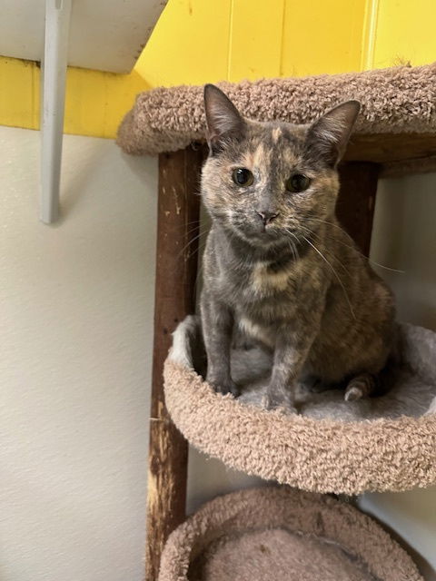 Poly, an adoptable Domestic Short Hair in Jackson, MS, 39213 | Photo Image 1