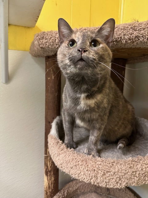 Poly, an adoptable Domestic Short Hair in Jackson, MS, 39213 | Photo Image 2