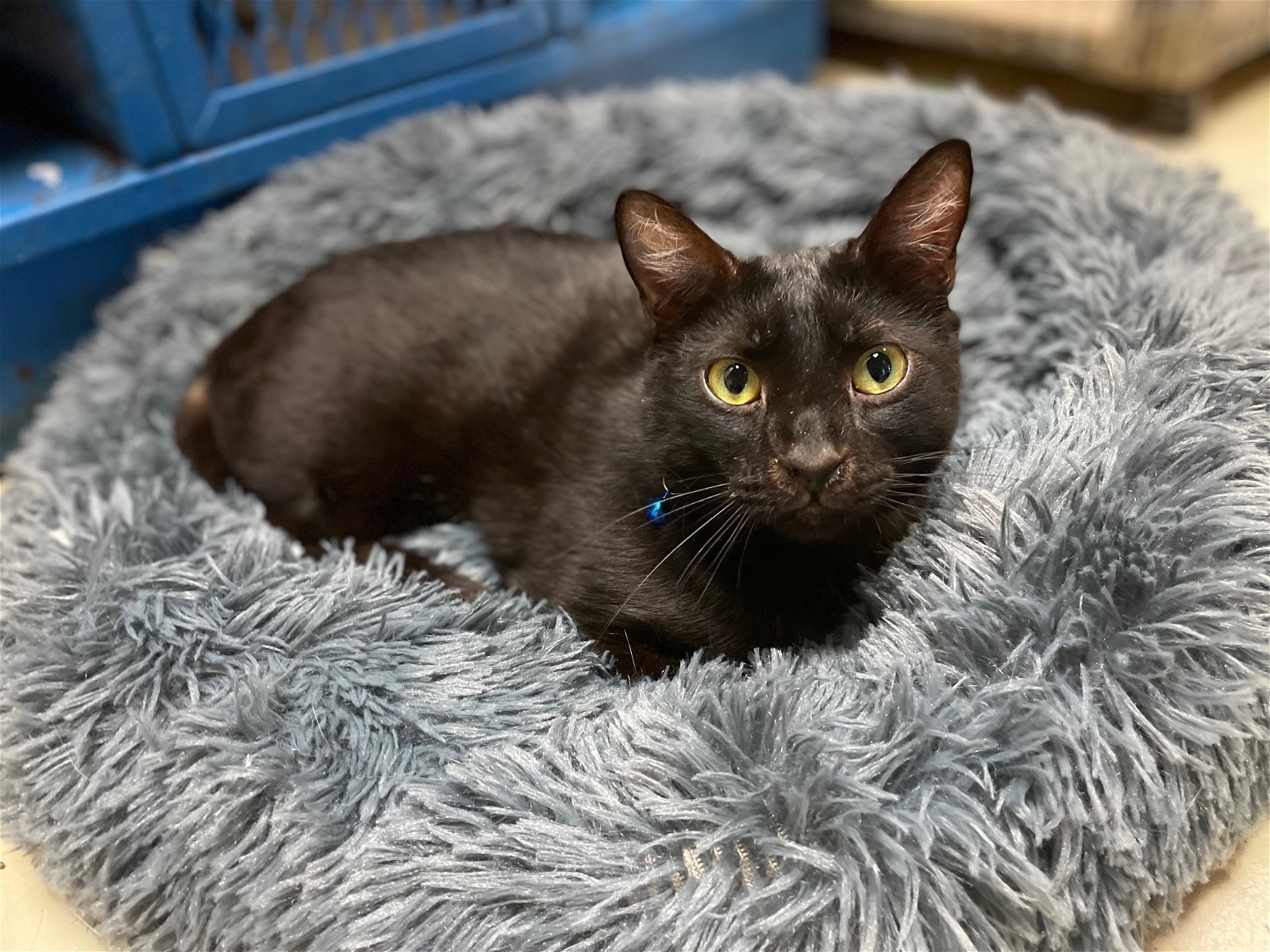 Pebbles, an adoptable Domestic Short Hair in Jackson, MS, 39213 | Photo Image 1