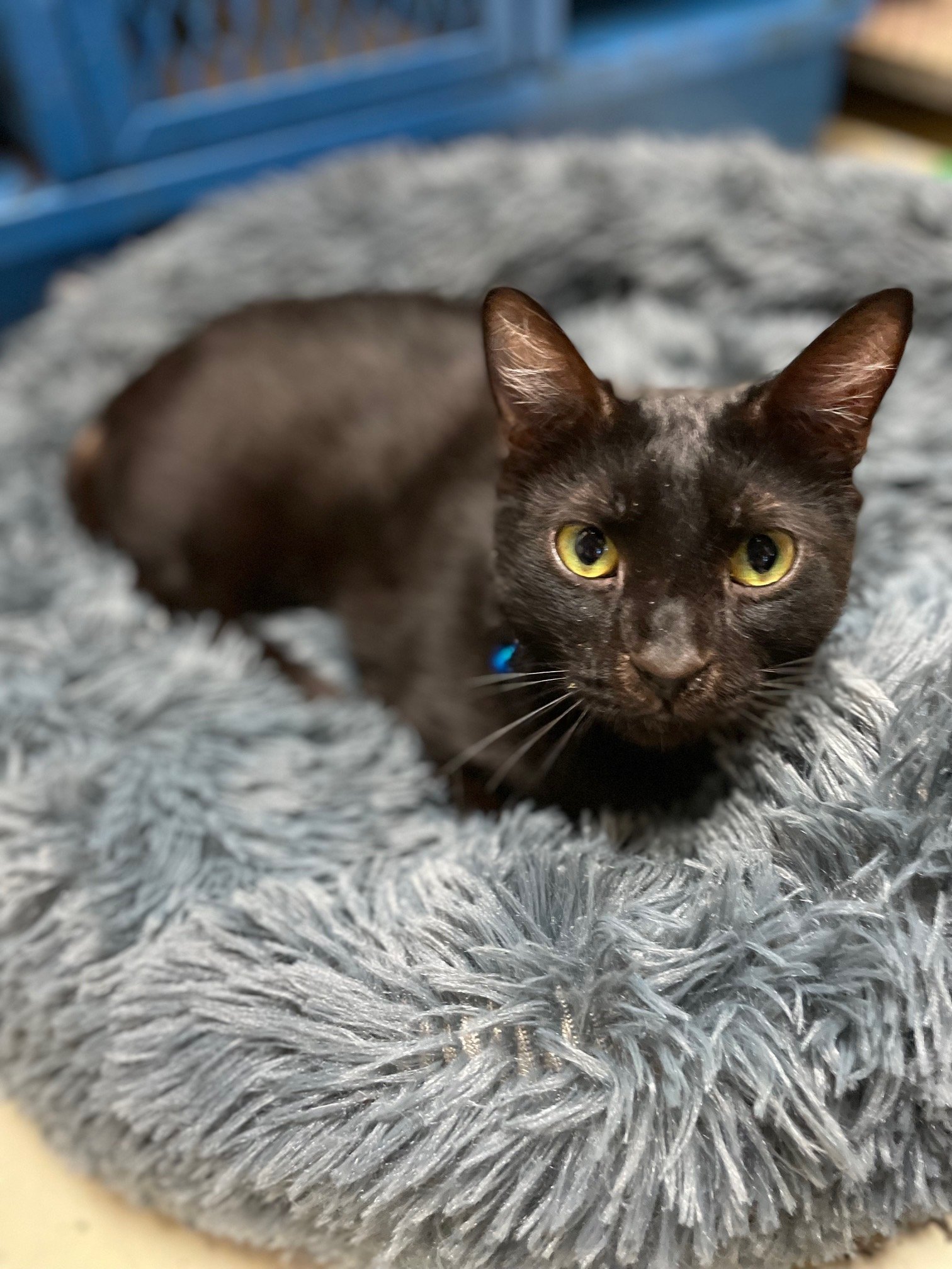 Pebbles, an adoptable Domestic Short Hair in Jackson, MS, 39213 | Photo Image 2