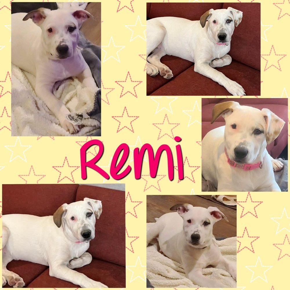 Remi