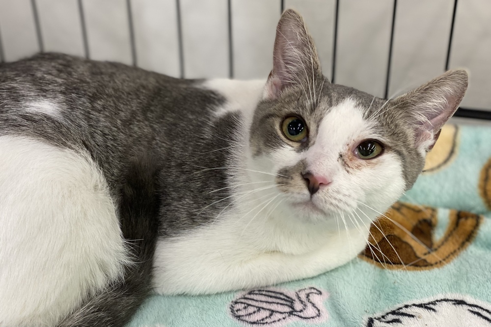 Clara, an adoptable Domestic Short Hair in Panama City Beach, FL, 32408 | Photo Image 1