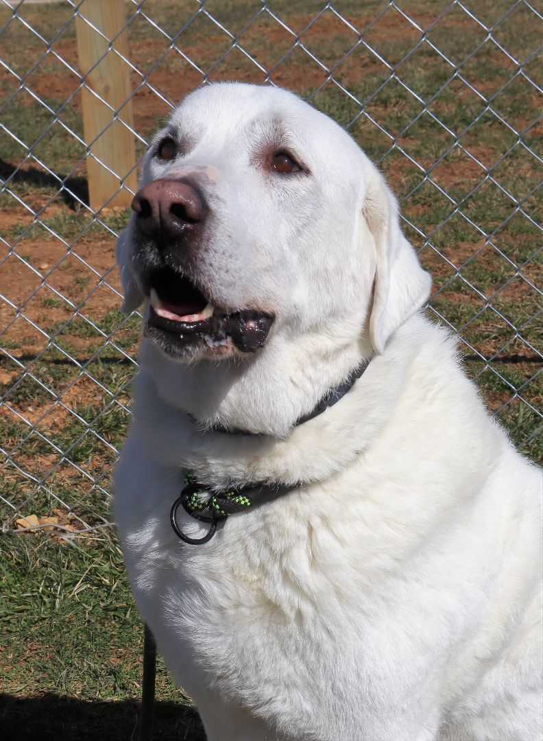 HUDSON - Paws Behind Bars Trained