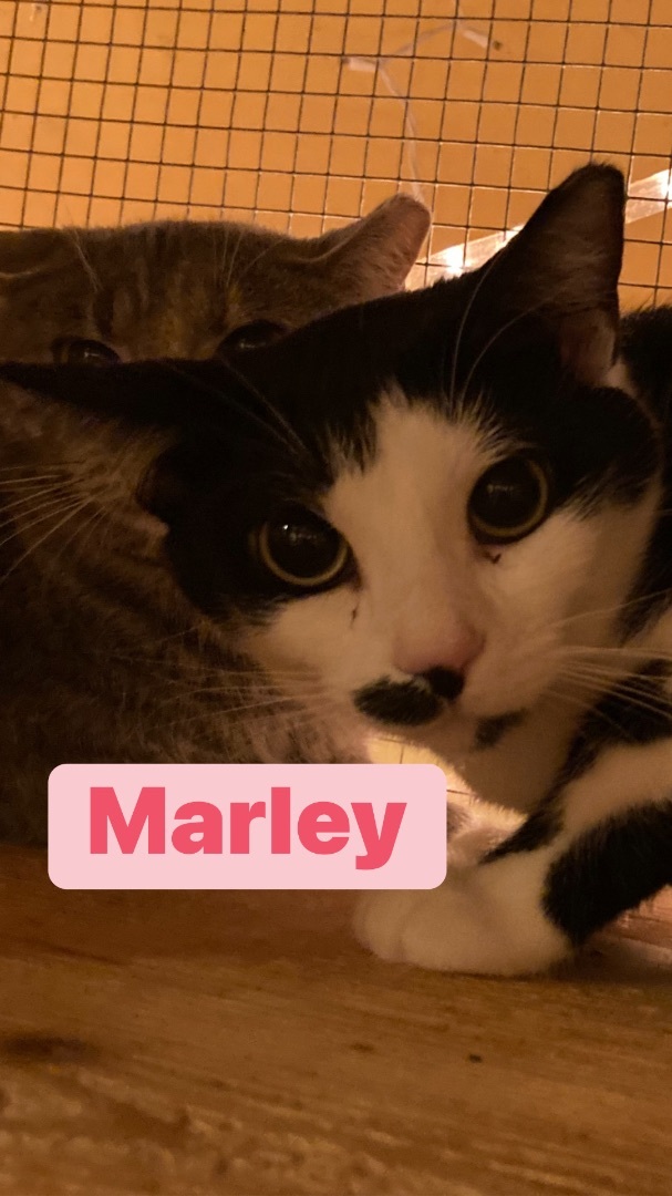 Marley, an adoptable Domestic Short Hair in Memphis, TN, 38104 | Photo Image 1