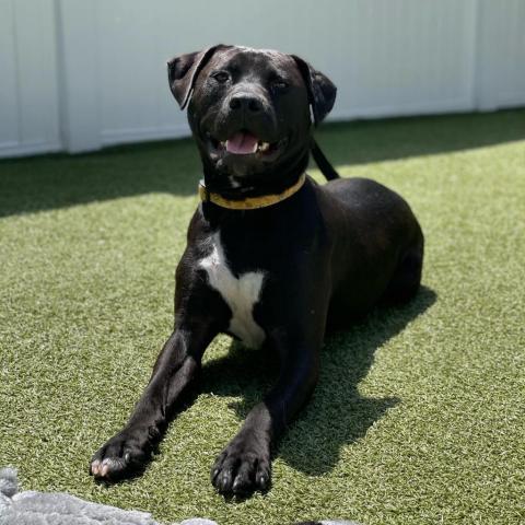 Clyde, an adoptable Black Labrador Retriever & Pit Bull Terrier Mix in South Portland, ME_image-6