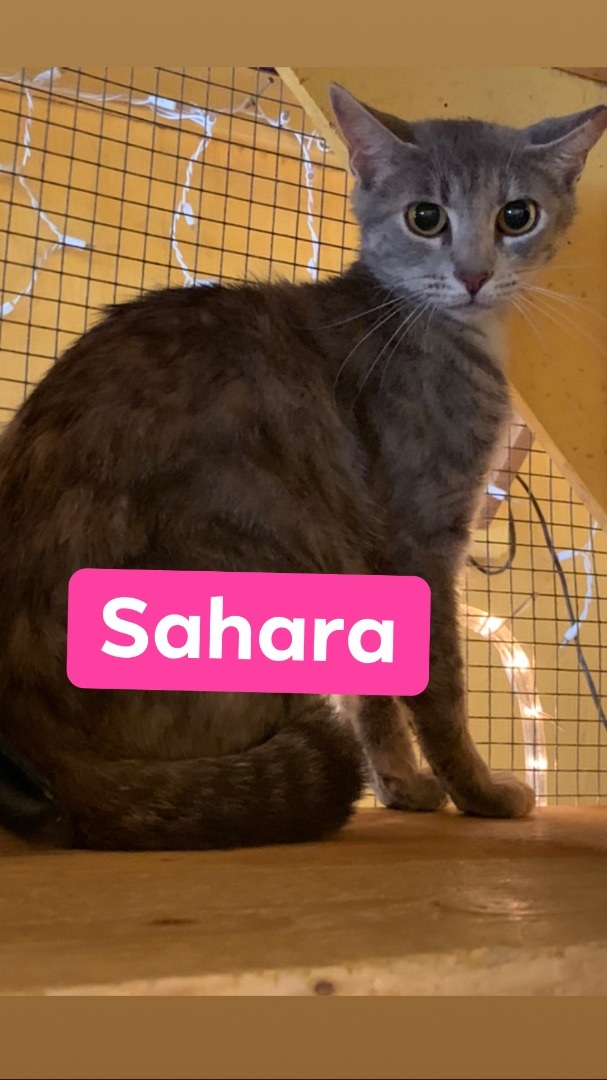 Sahara, an adoptable Tabby in Memphis, TN, 38104 | Photo Image 2