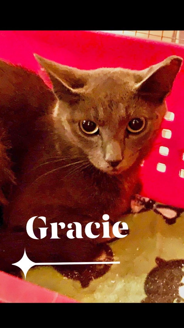 Gracie, an adoptable Russian Blue in Memphis, TN, 38104 | Photo Image 2