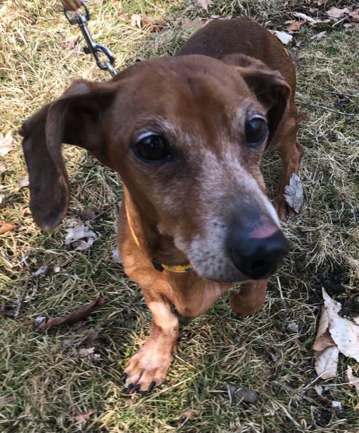 Petfinder store miniature dachshund