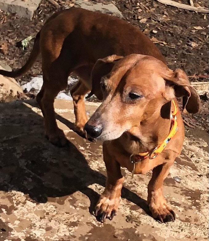 Providence, RI - Dachshund/Beagle. Meet Alaric KL in MS a Pet for Adoption  - AdoptaPet.com