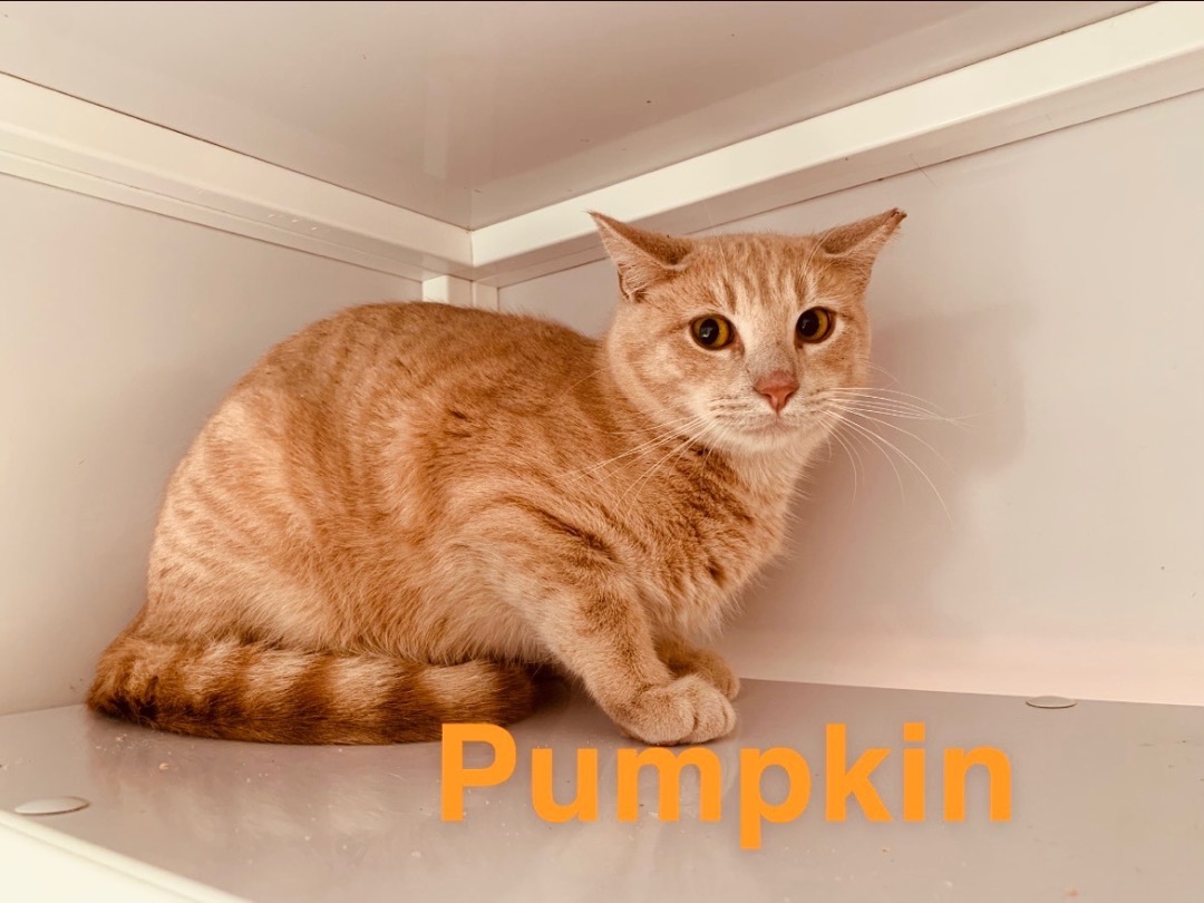 Pumpkin, an adoptable Tabby in Memphis, TN, 38104 | Photo Image 2