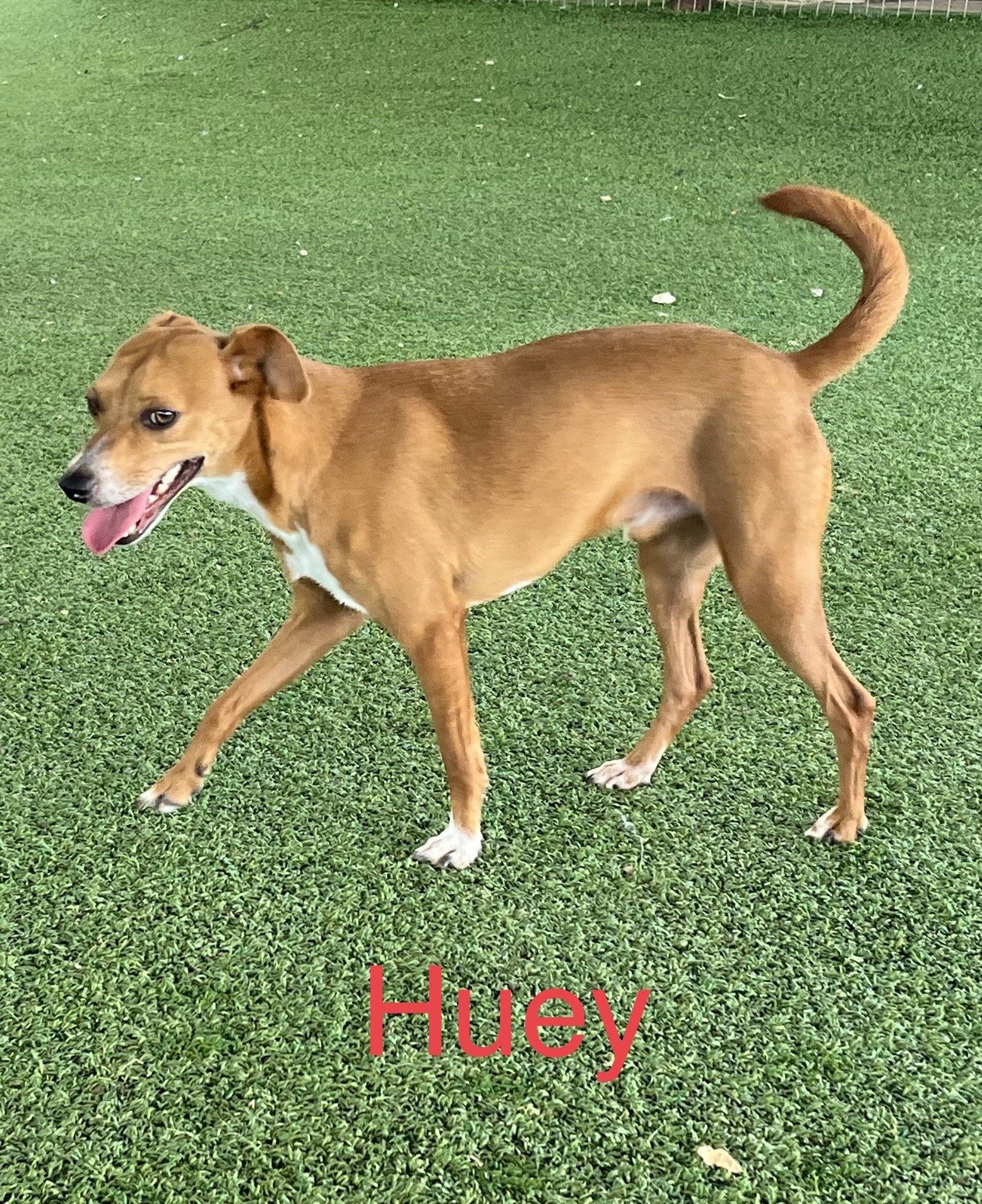 Huey, an adoptable Terrier in Pipe Creek, TX, 78063 | Photo Image 1