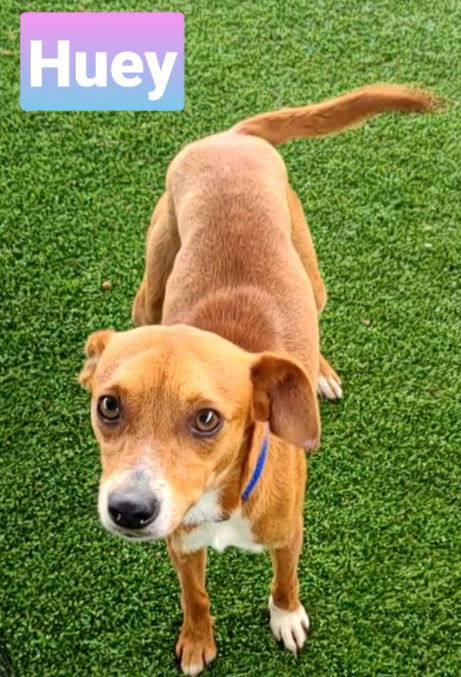 Huey, an adoptable Terrier in Pipe Creek, TX, 78063 | Photo Image 1