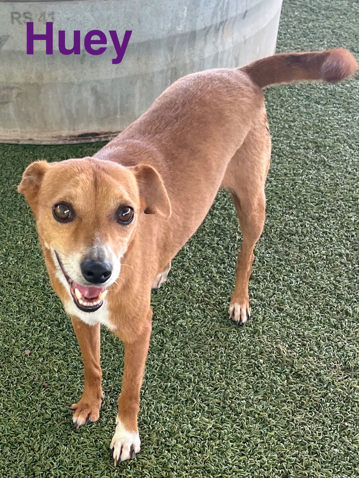 Huey, an adoptable Terrier in Pipe Creek, TX, 78063 | Photo Image 1