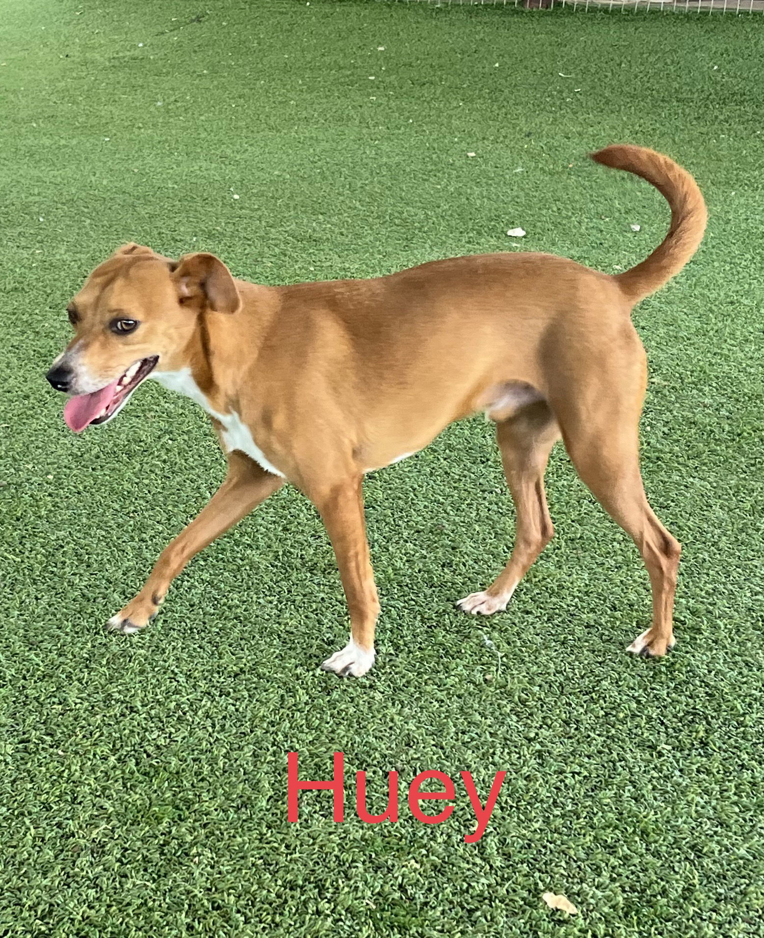 Huey, an adoptable Terrier in Pipe Creek, TX, 78063 | Photo Image 2