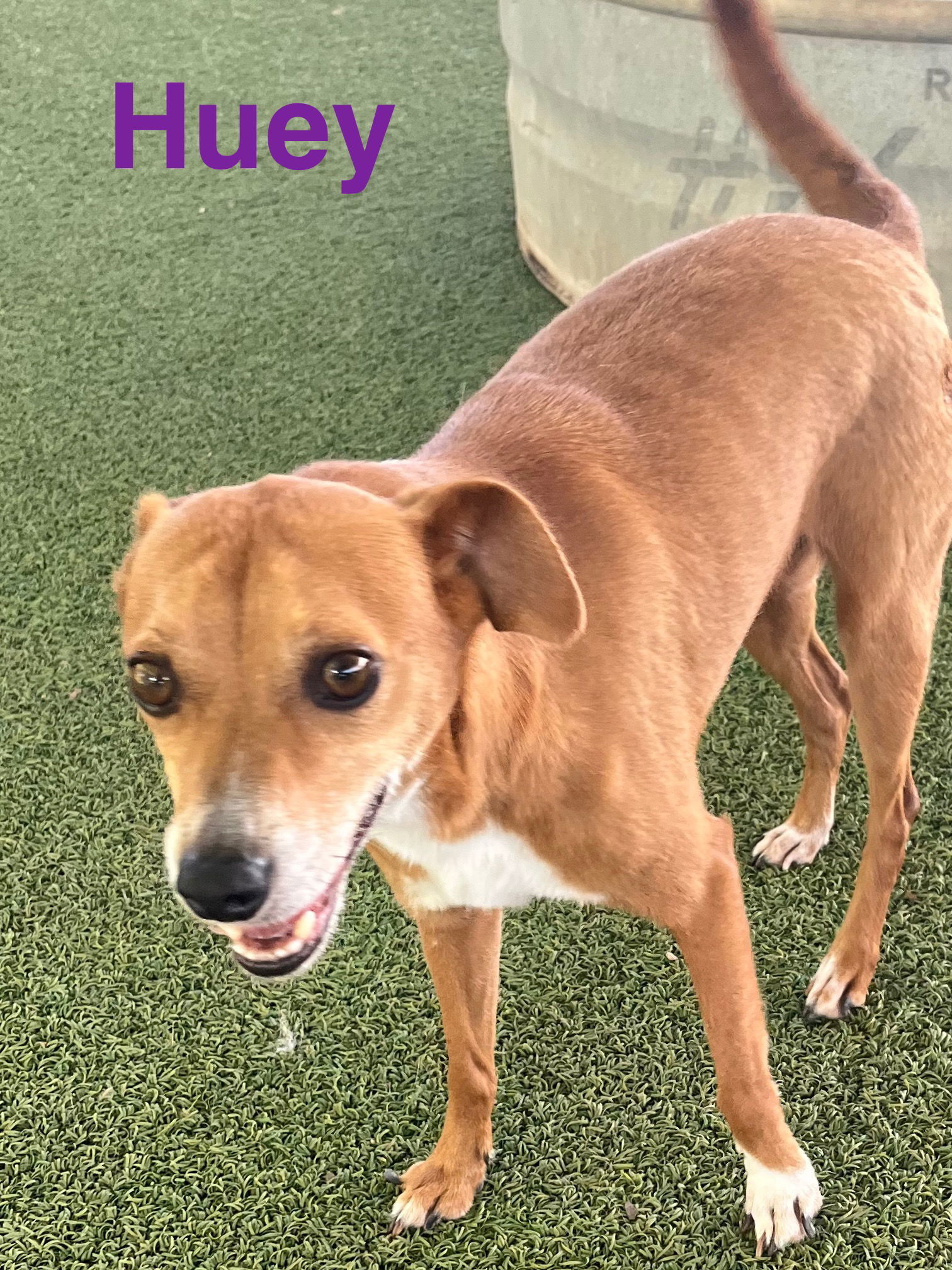 Huey, an adoptable Terrier in Pipe Creek, TX, 78063 | Photo Image 2