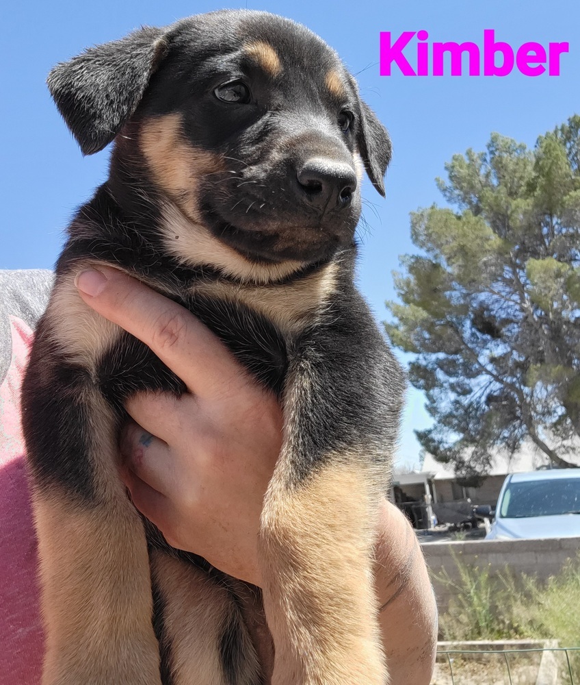 Kimber