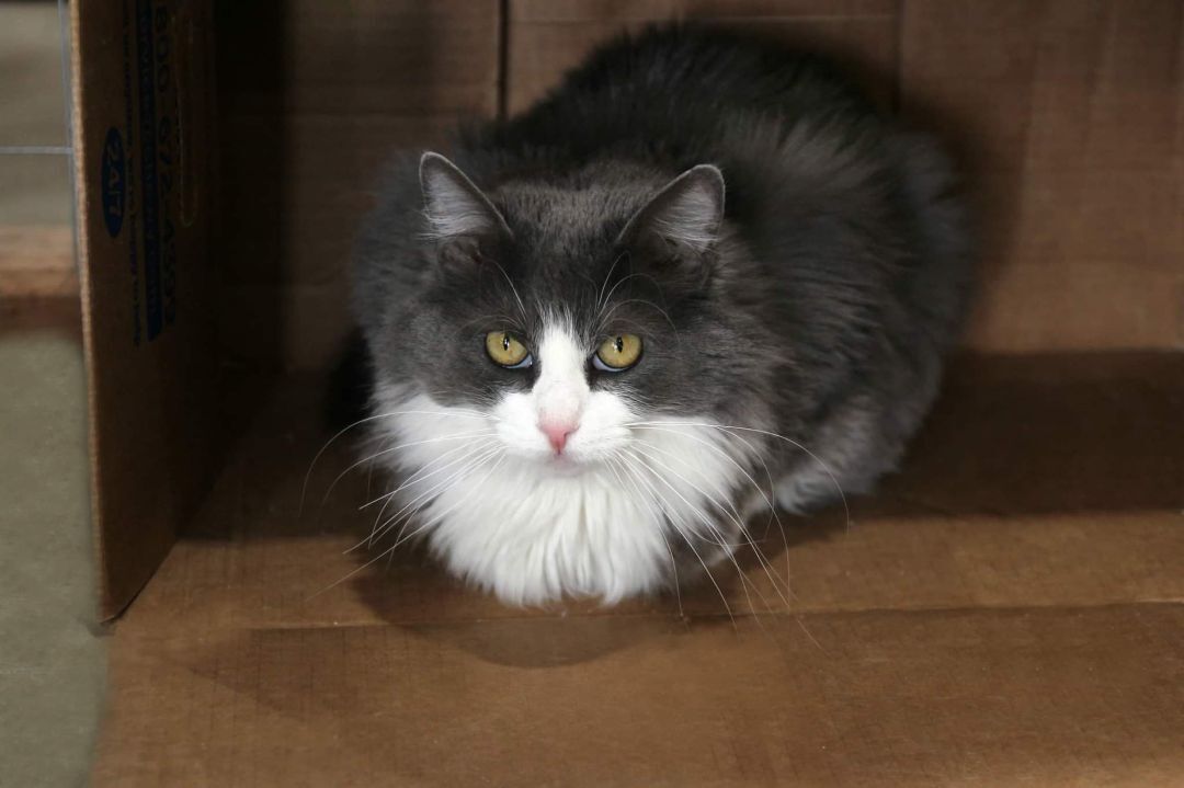 Smokey Storm, an adoptable Domestic Long Hair in Harrisville, UT, 84404 | Photo Image 1