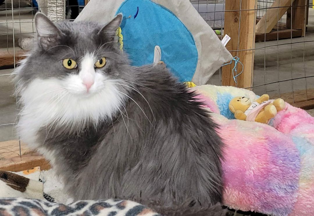 Smokey Storm, an adoptable Domestic Long Hair in Harrisville, UT, 84404 | Photo Image 2