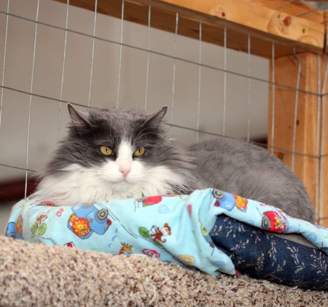 Smokey Storm, an adoptable Domestic Long Hair in Harrisville, UT, 84404 | Photo Image 3