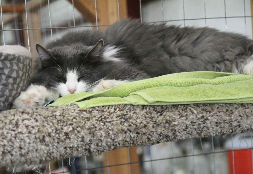 Smokey Storm, an adoptable Domestic Long Hair in Harrisville, UT, 84404 | Photo Image 4