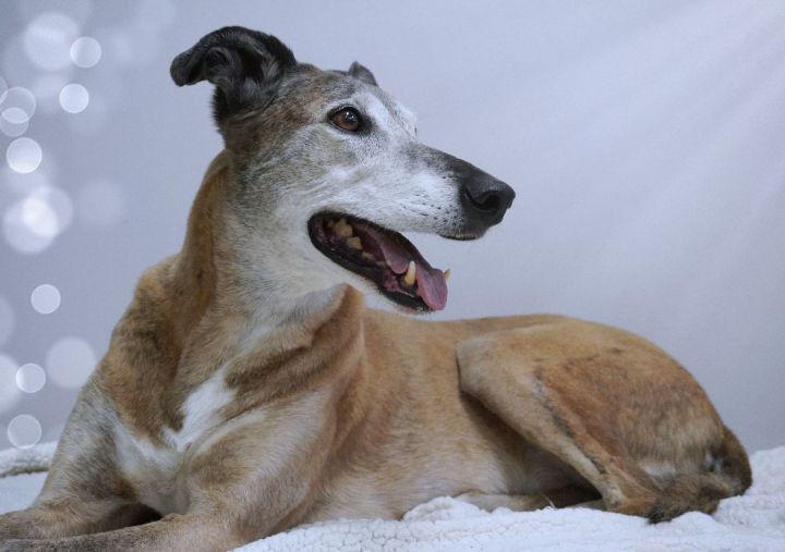 Owen, an adoptable Greyhound Mix in Bondurant, IA_image-1