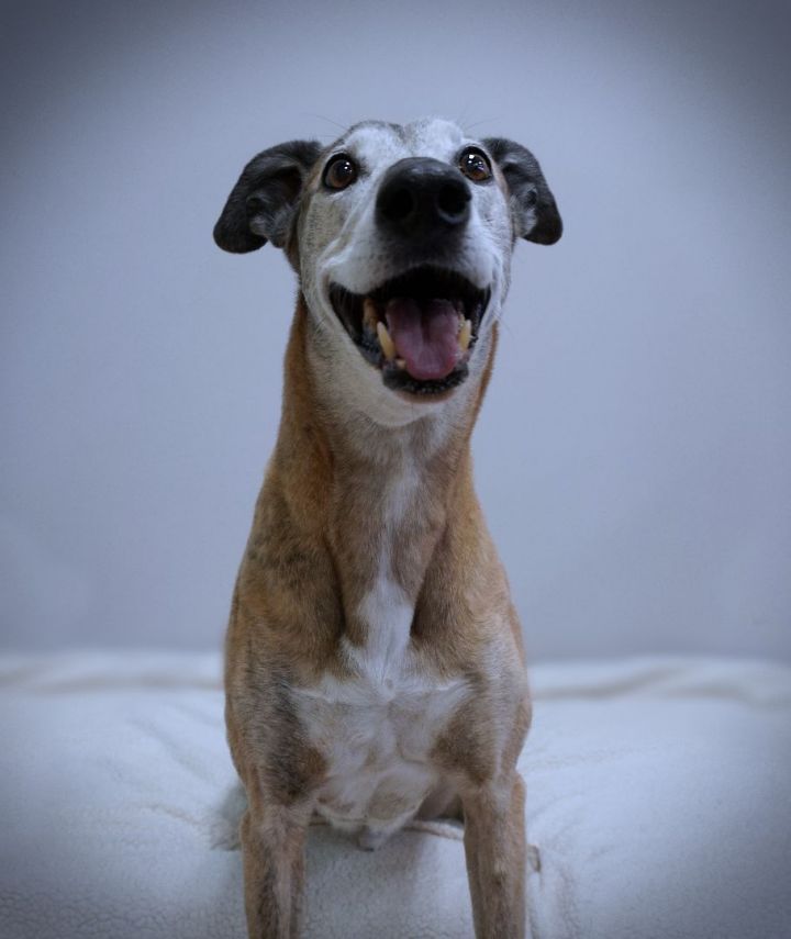 Owen, an adoptable Greyhound Mix in Bondurant, IA_image-2