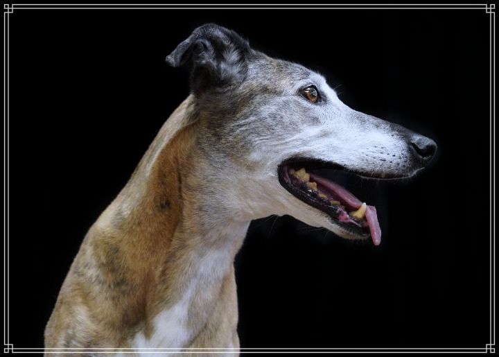 Owen, an adoptable Greyhound Mix in Bondurant, IA_image-3