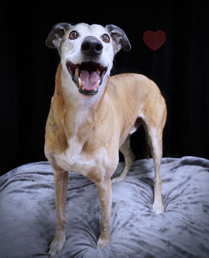 Owen, an adoptable Greyhound Mix in Bondurant, IA_image-6