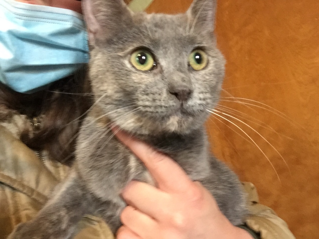 Fiona, an adoptable Dilute Calico in Olean , NY, 14760 | Photo Image 3