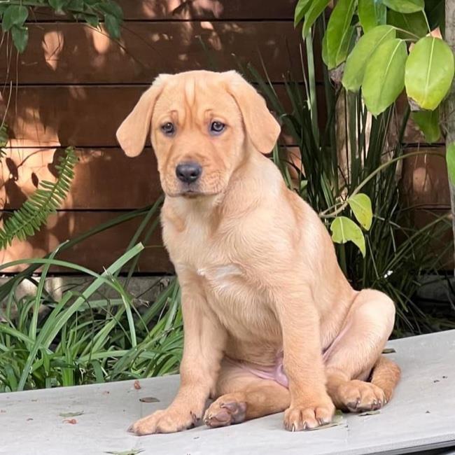 Cairo Pup - Egypt - Adopted!!