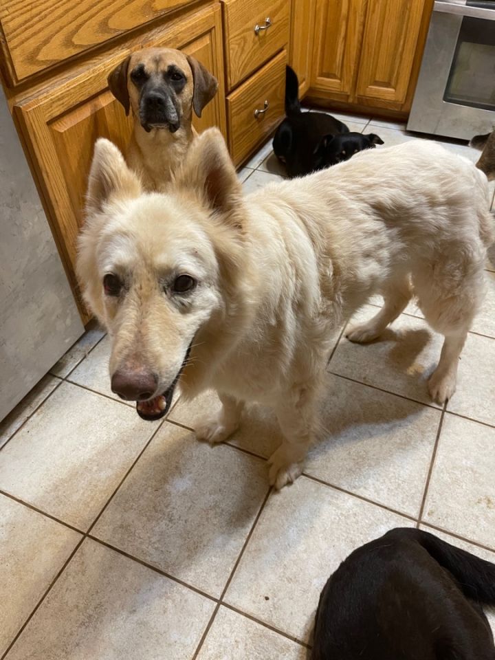 Blue ridge german store shepherds