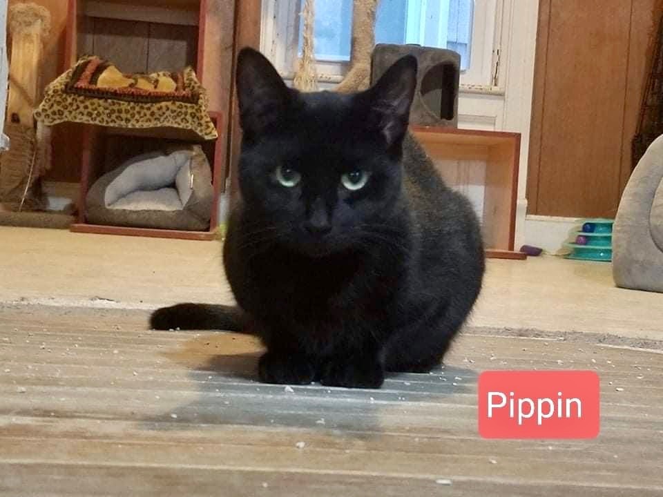 Pippin, an adoptable Domestic Short Hair in Little Falls, NY, 13365 | Photo Image 2