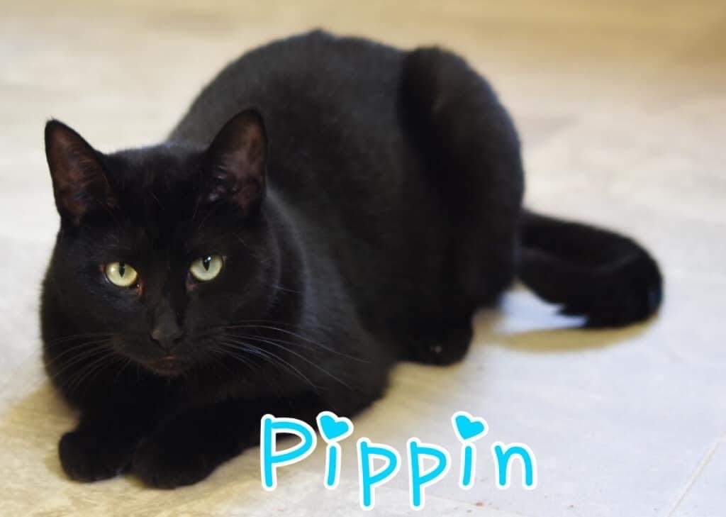 Pippin, an adoptable Domestic Short Hair in Little Falls, NY, 13365 | Photo Image 1