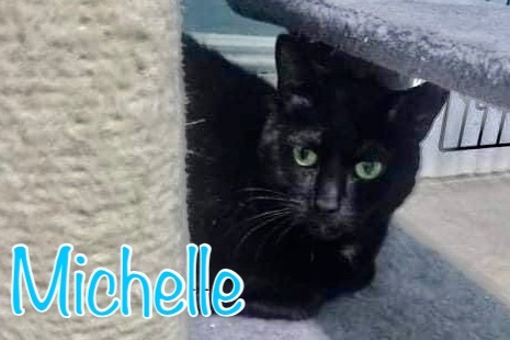 Michelle, an adoptable Domestic Short Hair in Little Falls, NY, 13365 | Photo Image 2