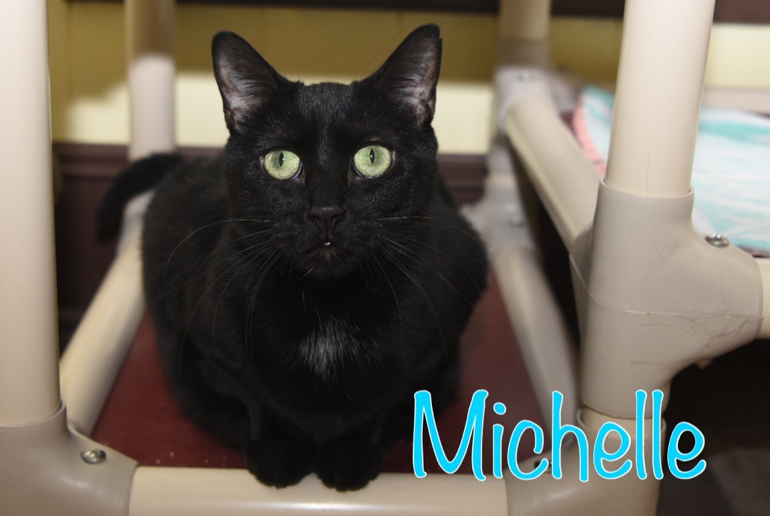 Michelle, an adoptable Domestic Short Hair in Little Falls, NY, 13365 | Photo Image 3