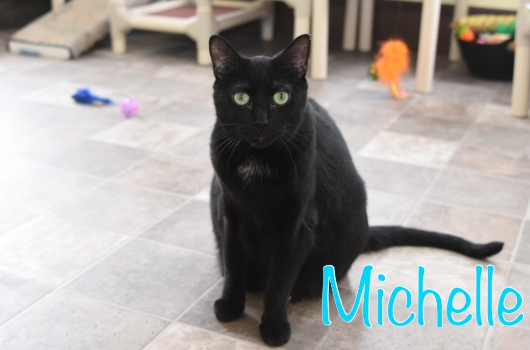 Michelle, an adoptable Domestic Short Hair in Little Falls, NY, 13365 | Photo Image 4