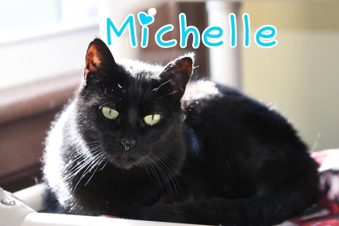 Michelle, an adoptable Domestic Short Hair in Little Falls, NY, 13365 | Photo Image 1