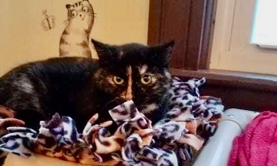 Queenie, an adoptable Domestic Short Hair, Tortoiseshell in Little Falls, NY, 13365 | Photo Image 2