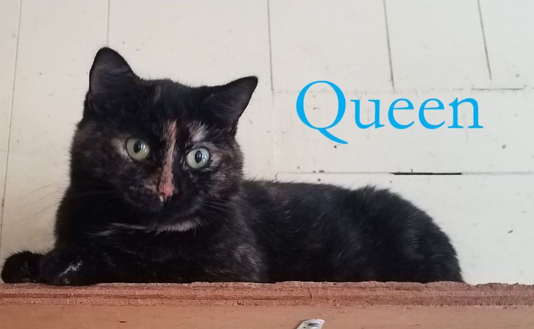 Queenie, an adoptable Domestic Short Hair, Tortoiseshell in Little Falls, NY, 13365 | Photo Image 3