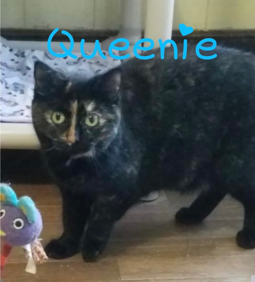 Queenie, an adoptable Domestic Short Hair, Tortoiseshell in Little Falls, NY, 13365 | Photo Image 1