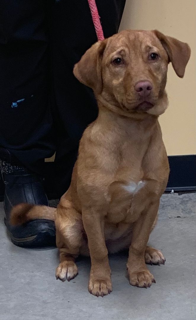 10++ Crazy paws dog rescue albany ny
